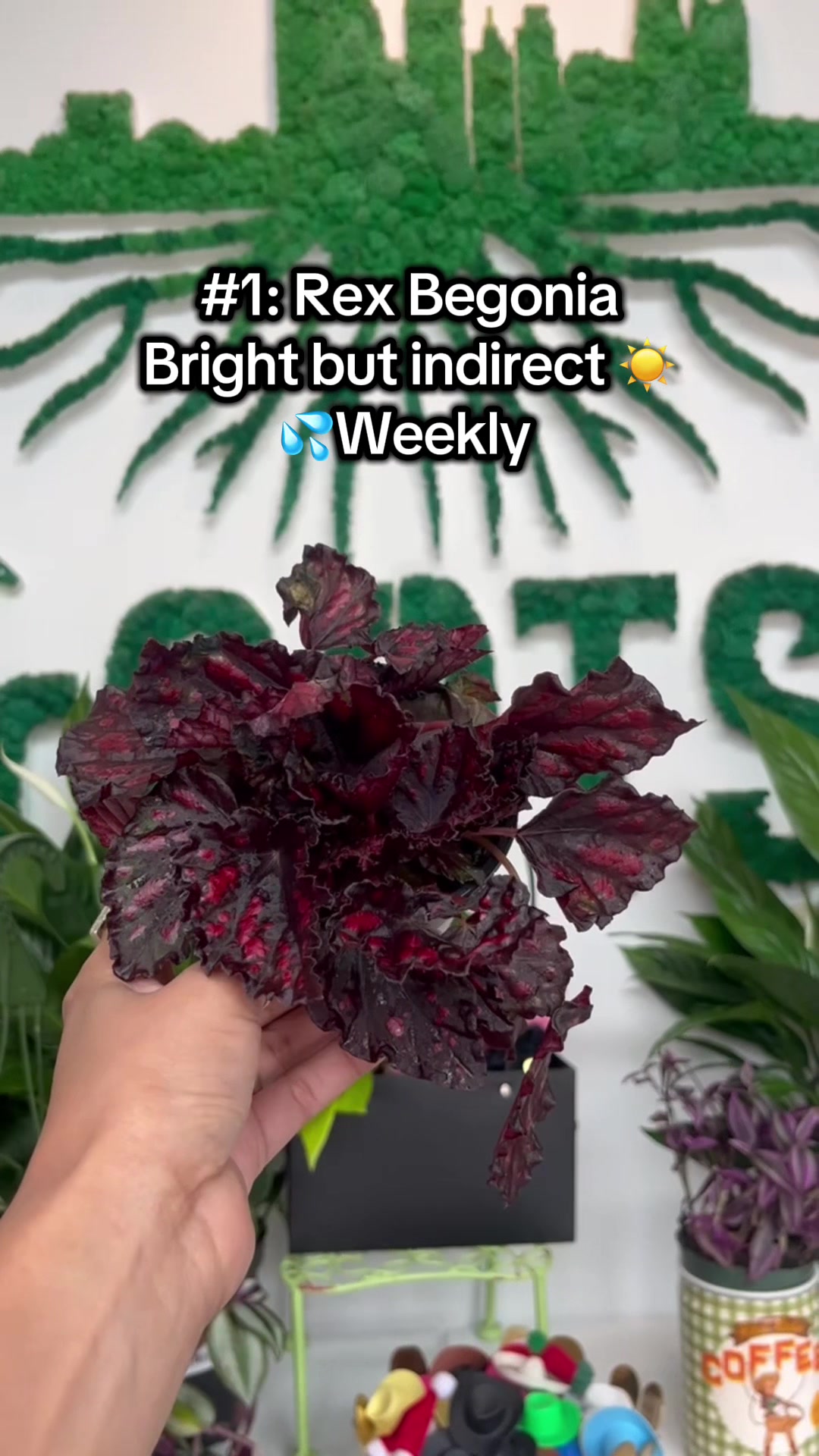 @Rootskc