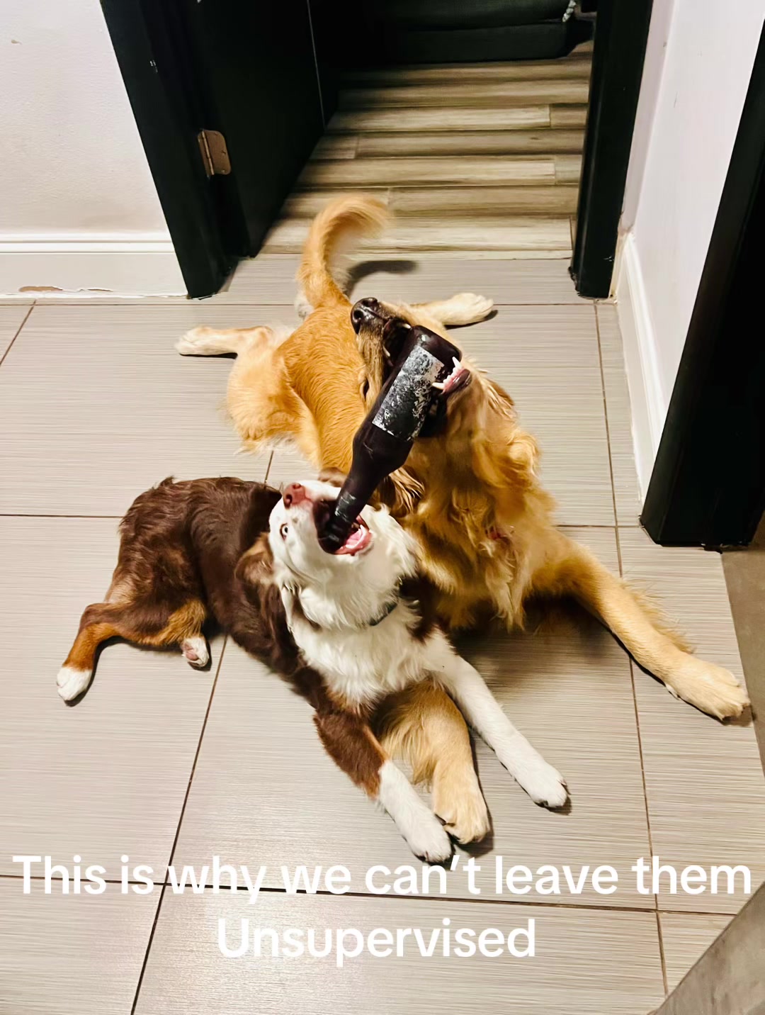 @RobertHouseDoglife
