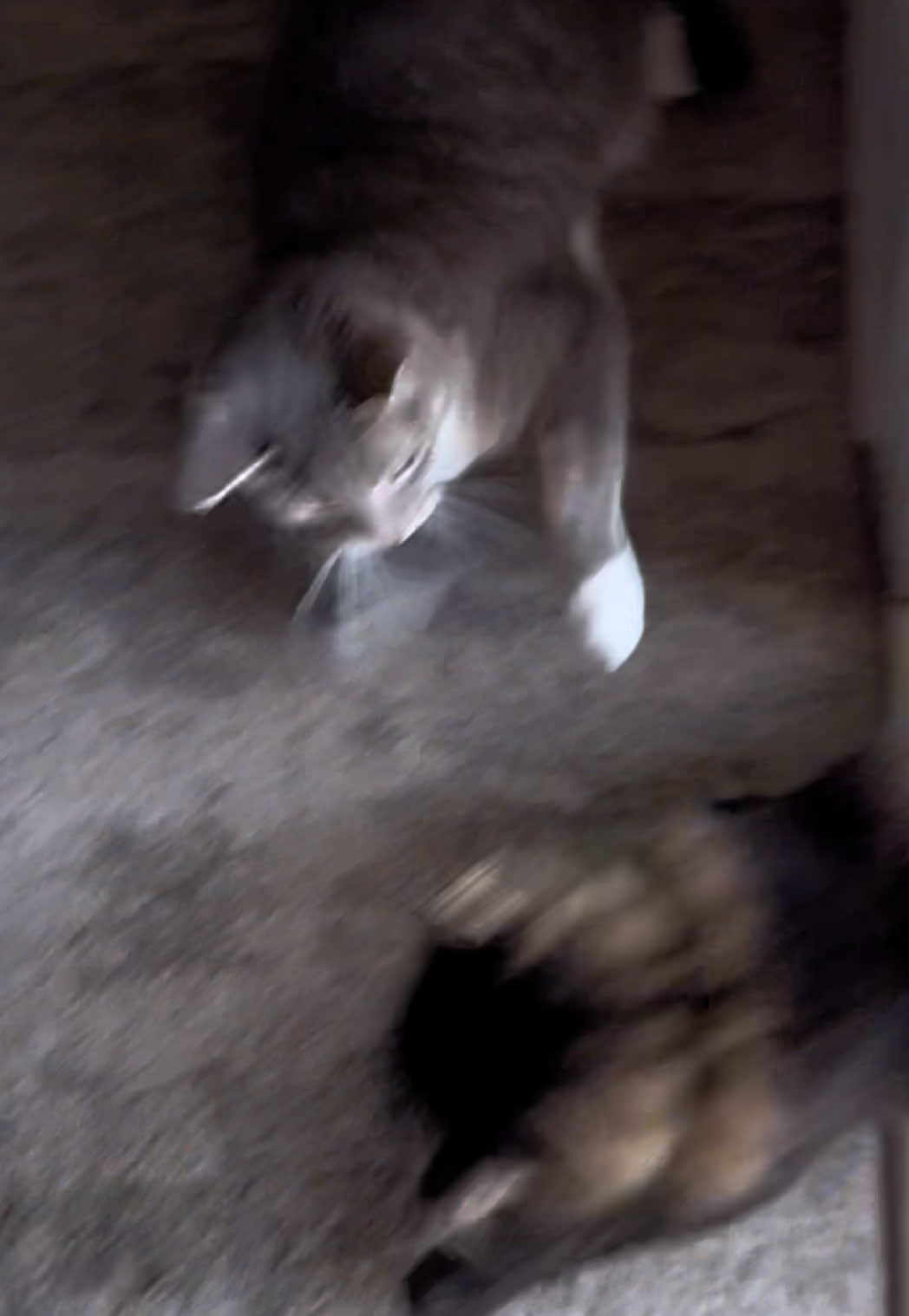 @RoxySnowballCatDrama
