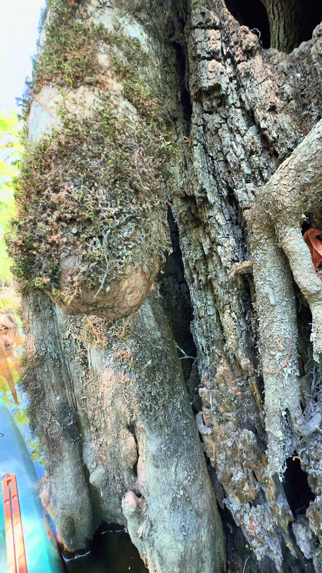 @🌳 🛶 🐊  SHARI 🥾🏔️