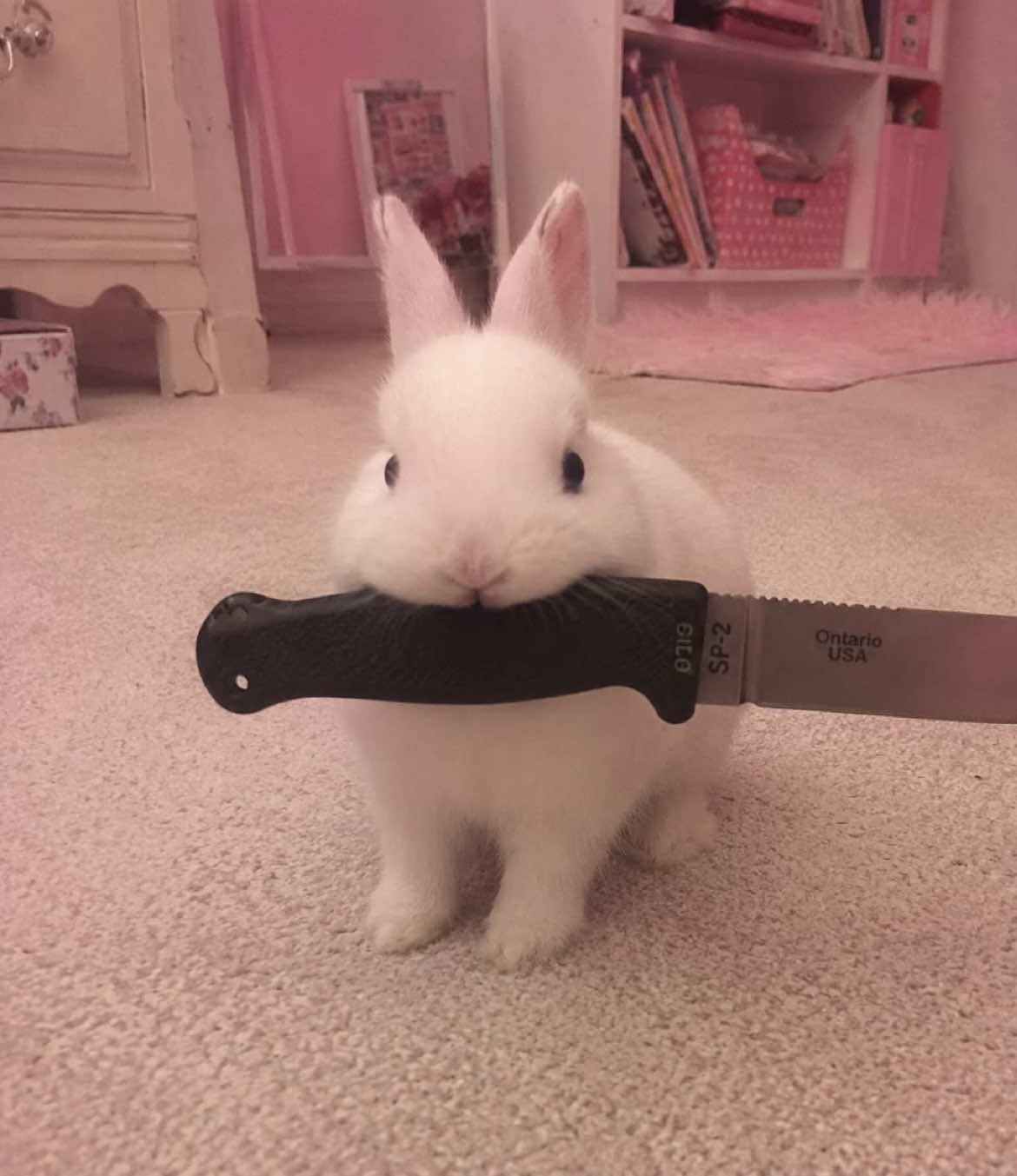 @૮꒰ ˶• ༝ •˶꒱ა