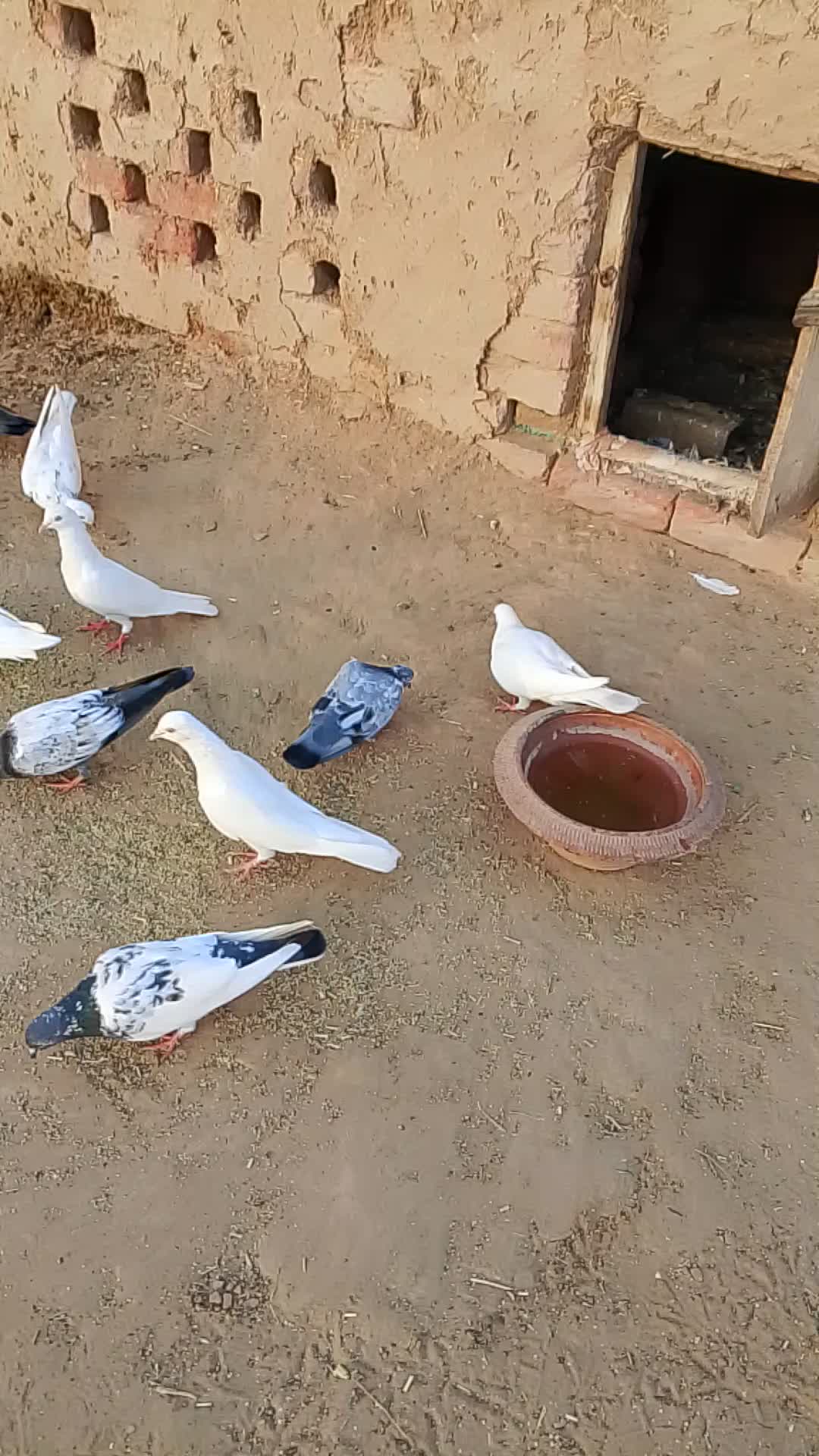 @Jutt saab