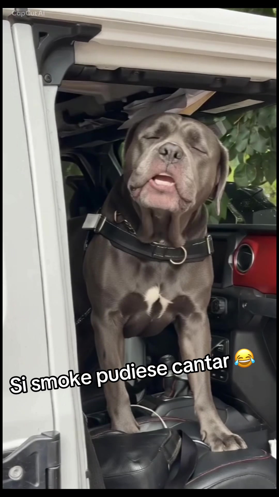 @Familiaperrunakiaraydefter