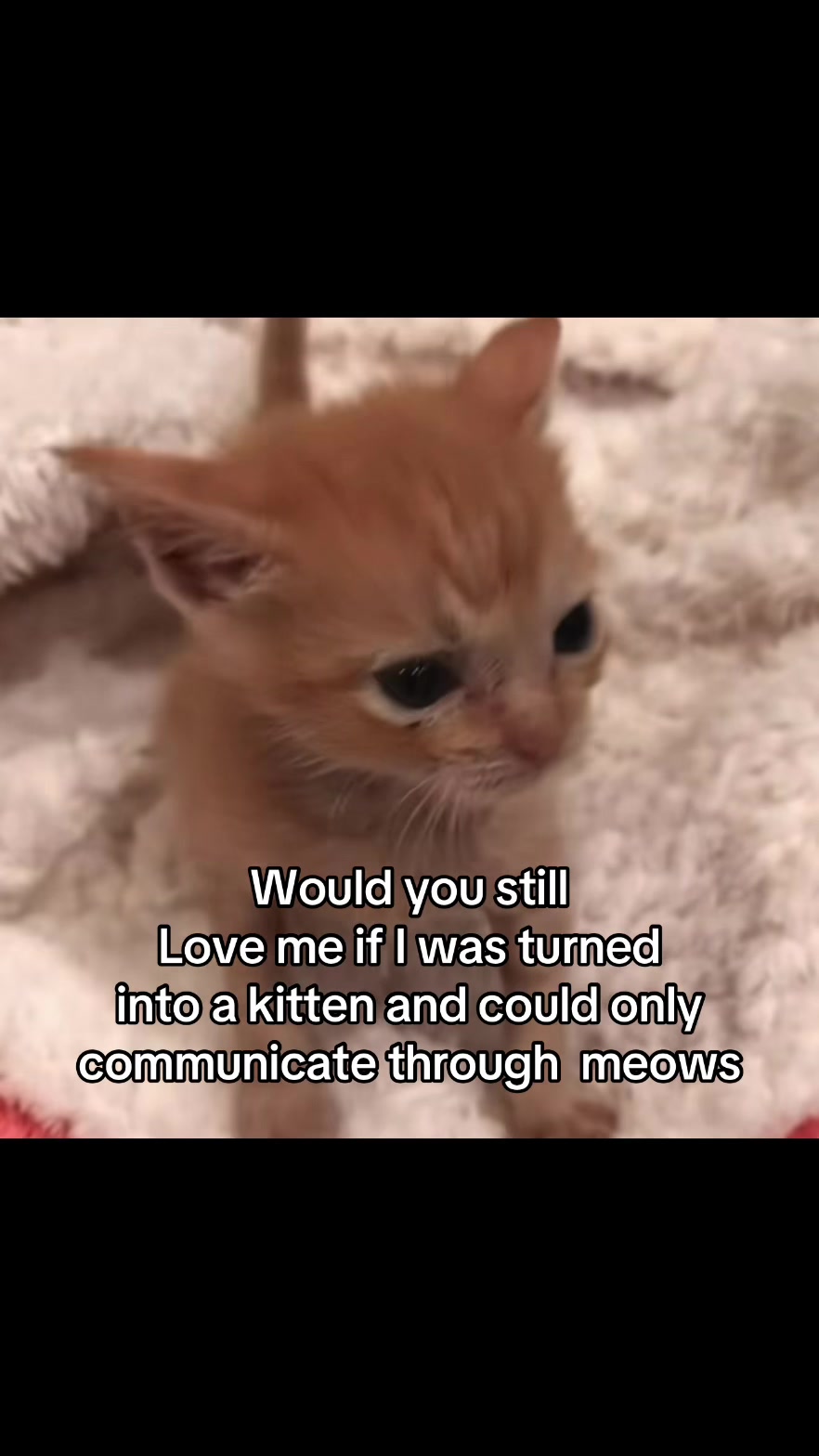 @LavanderCat