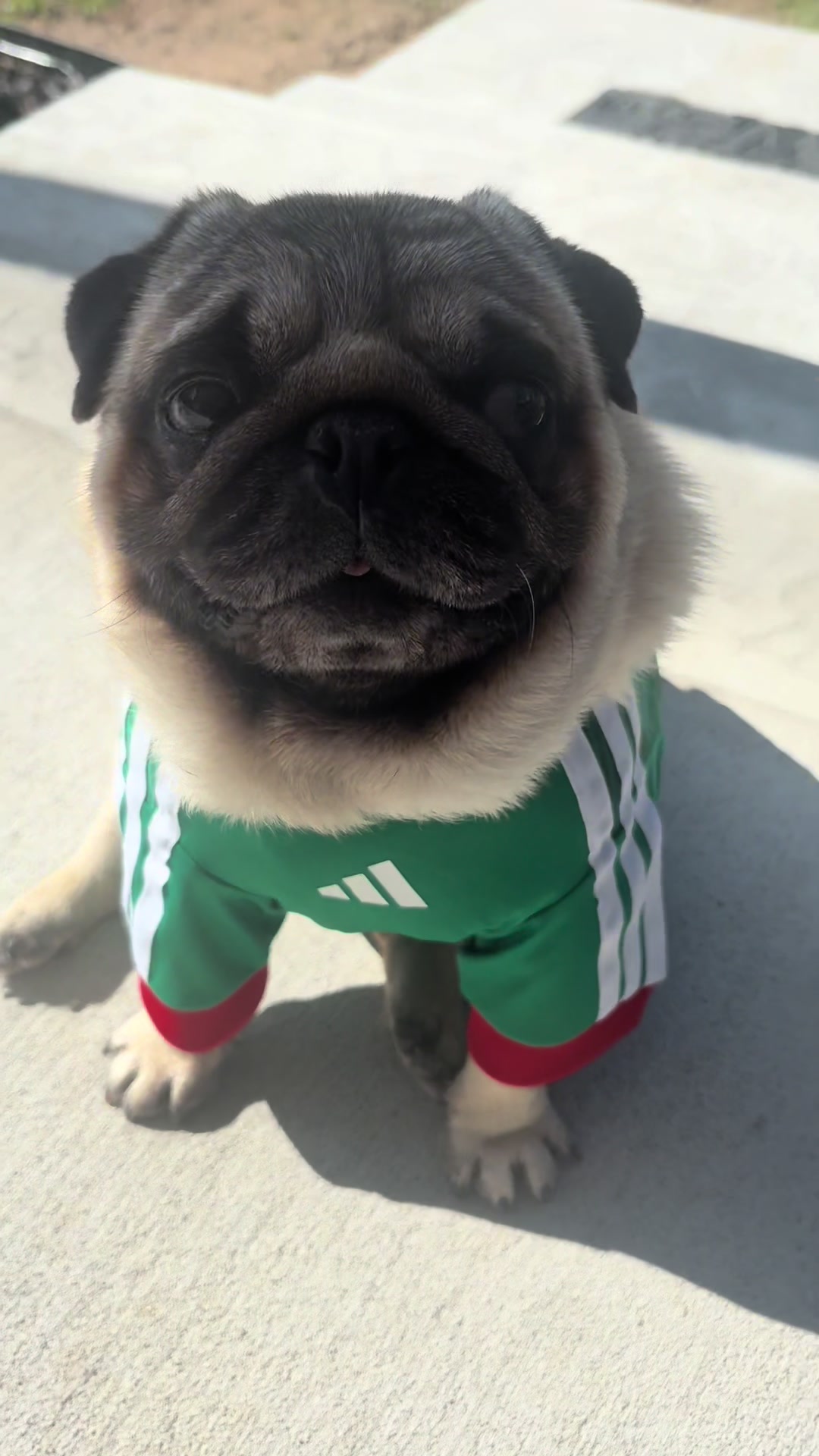 @Rocki the Pug ๐ถ