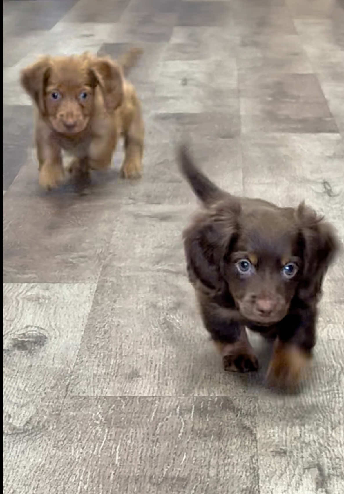 @Petland Bradenton
