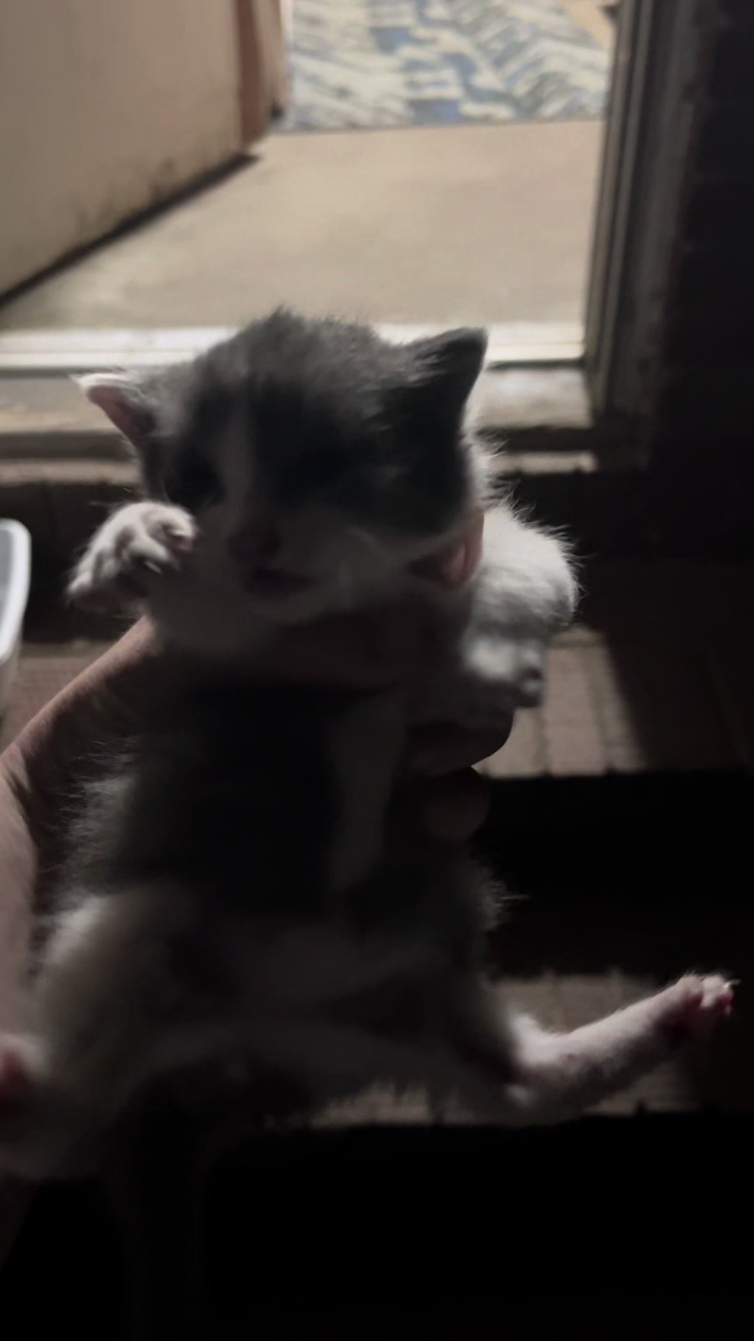 @Cats cats cats