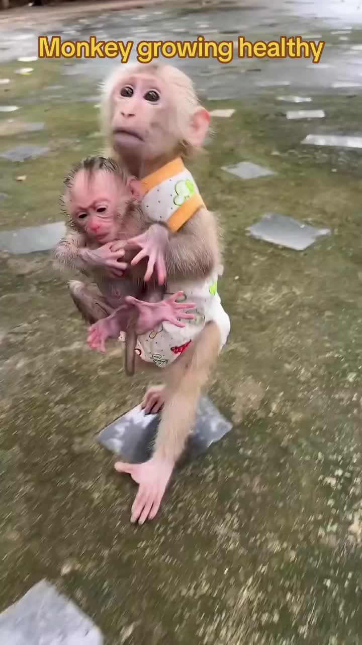 @Baby Monkey Rescue