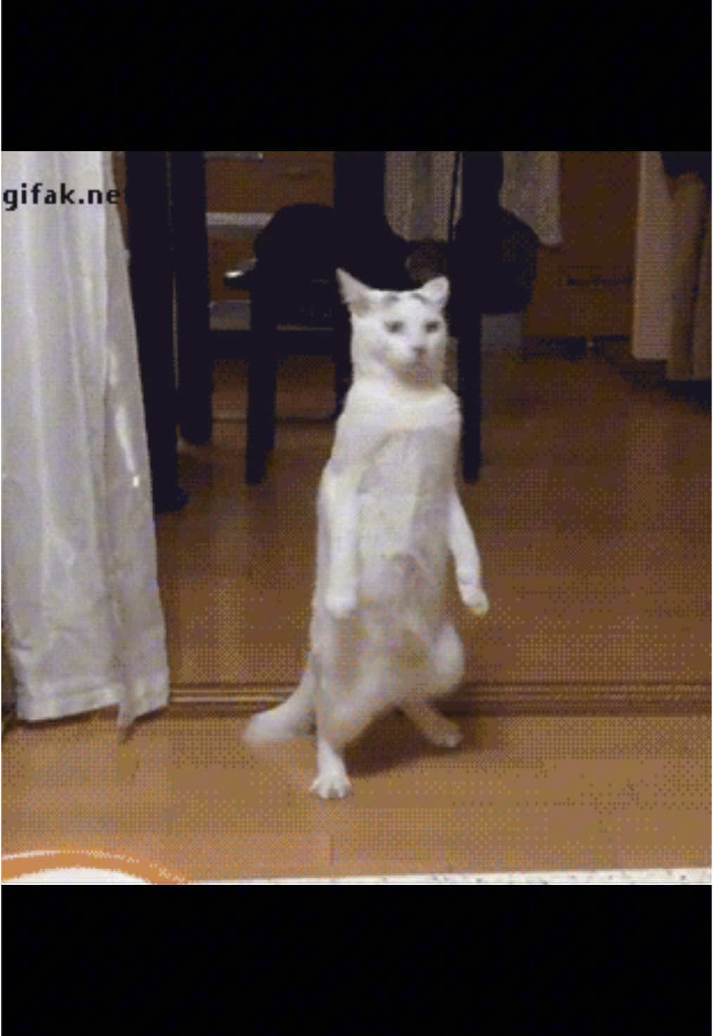 @catdingaling