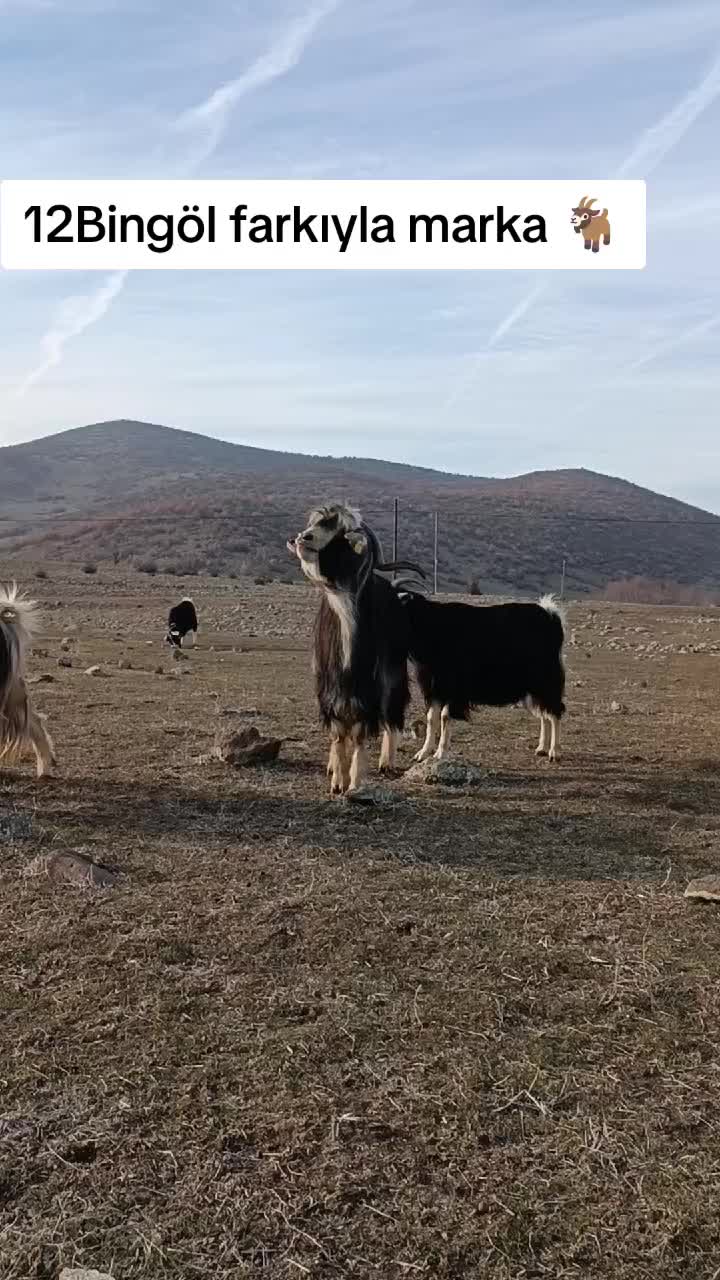 @koçer.12