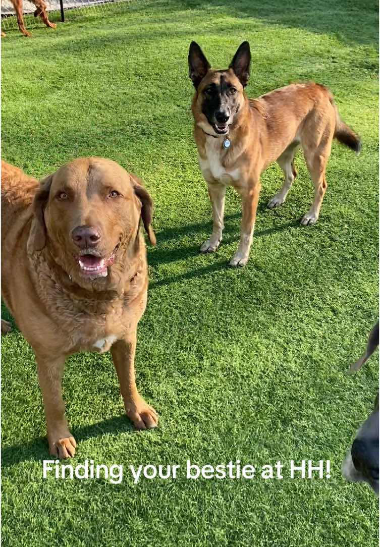 @Hound Housing Doggie Daycare