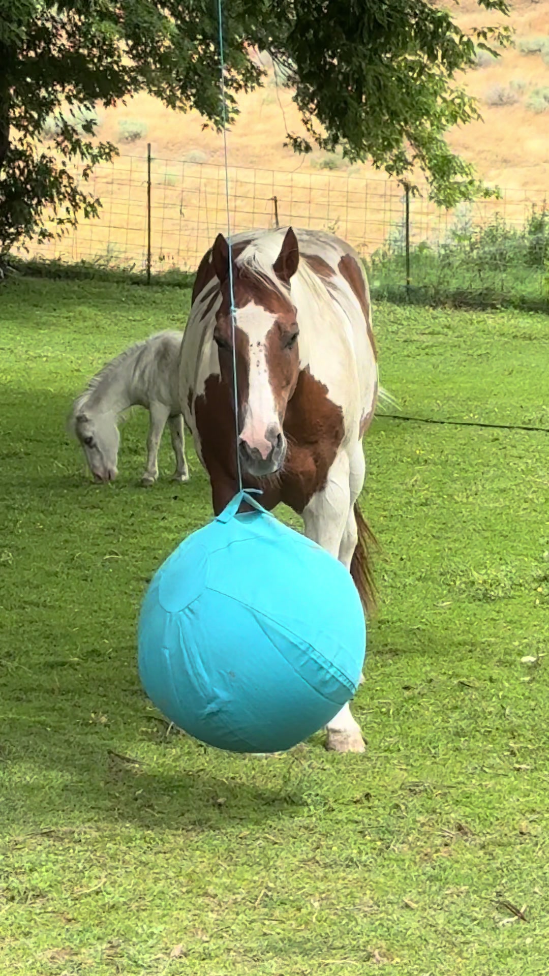 @Hot Sauce the Mini horse 🐎