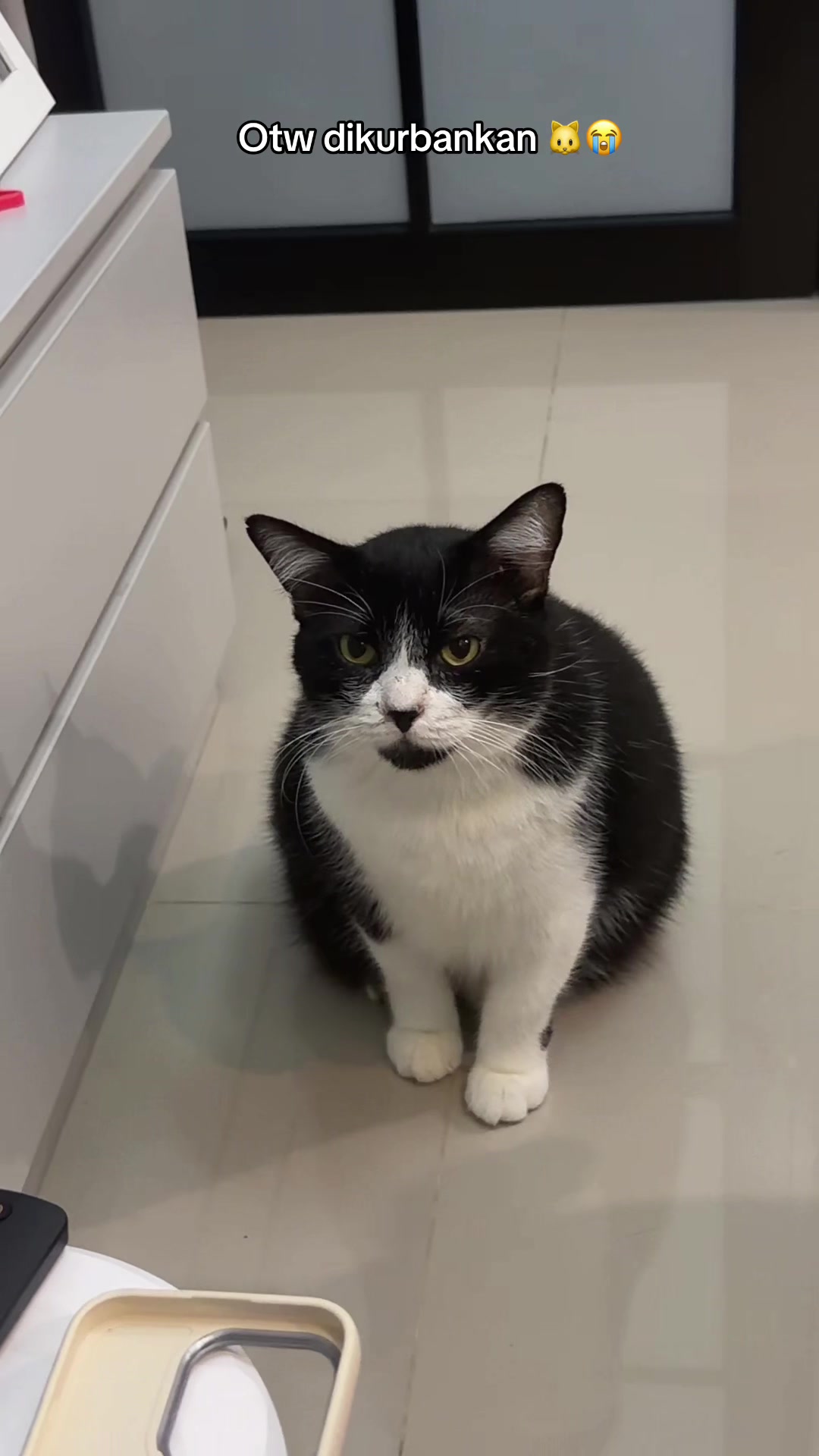 @Rapalguna | bapakkucing 🐱