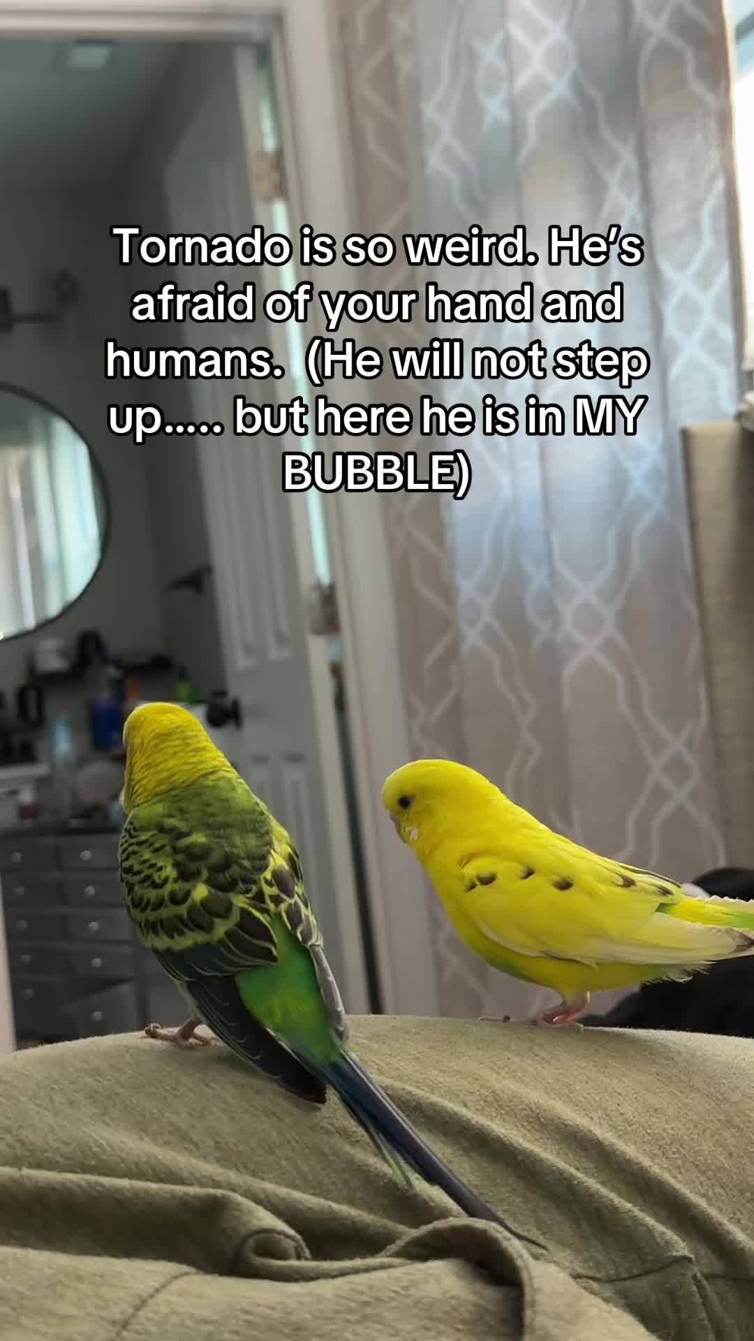@PikaBoo & Friends 🦜