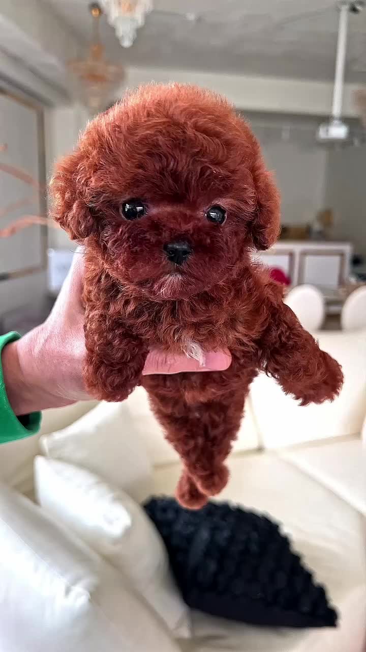 @homeraisedtinypoodles
