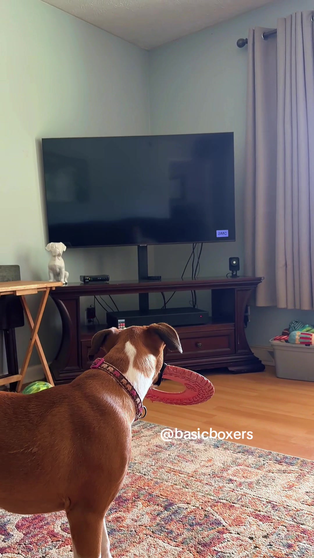 @basicboxers