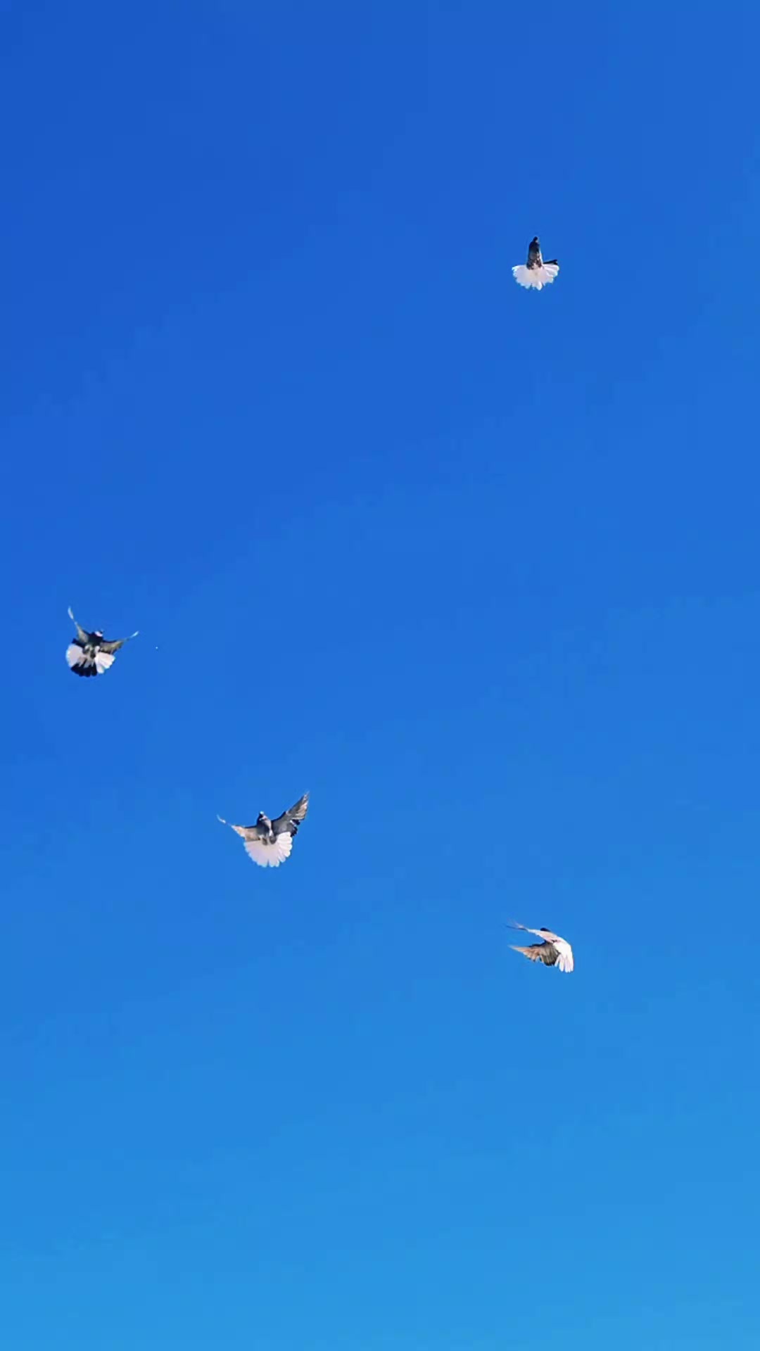@Pigeons Tv
