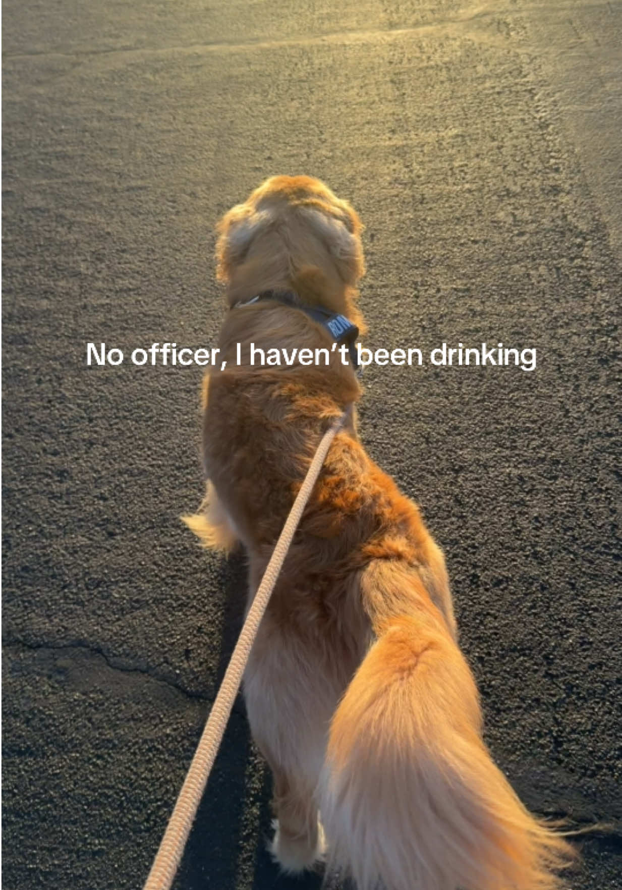 @Romeo the Retriever
