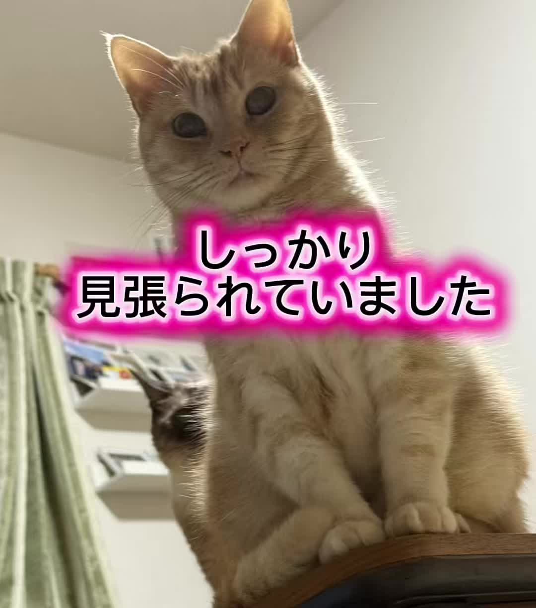 @nekotikwa