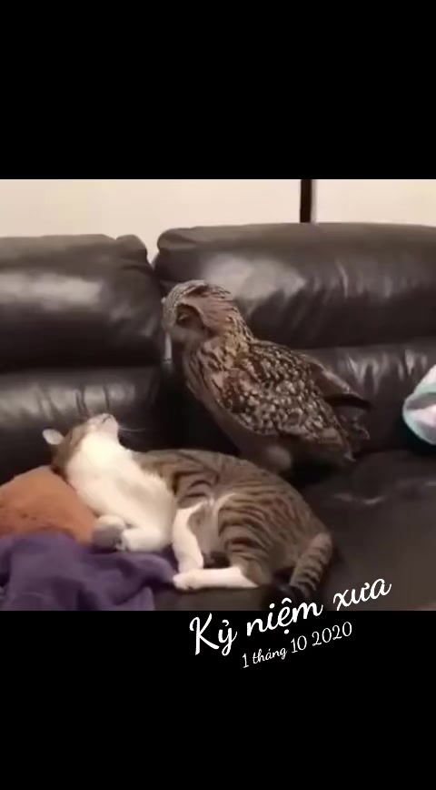 @JBN CATS