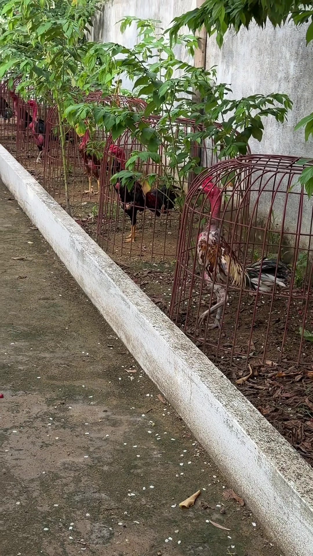 @Quốc kh&aacute;nh