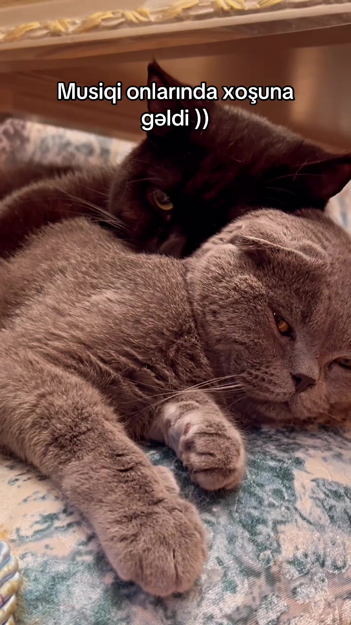 @cats_familyofficial