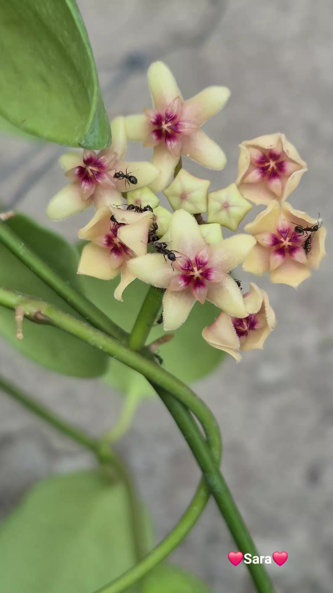 @Raregardenblooms