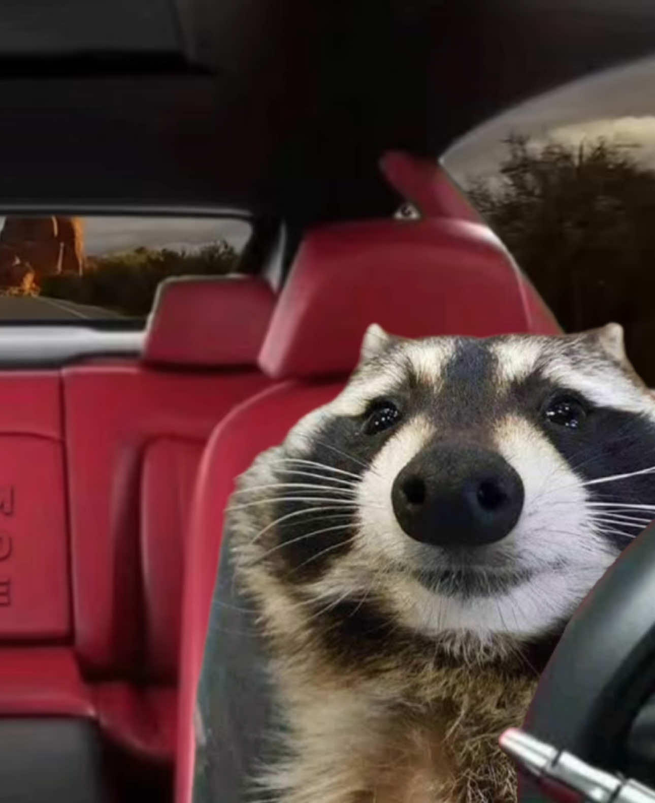 @Raccoon Music Videos