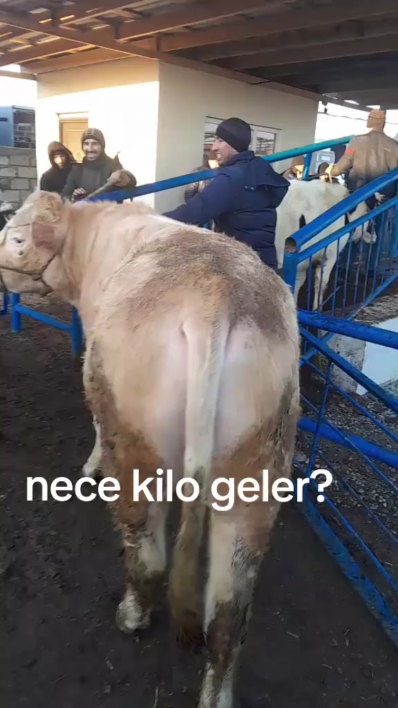 @REST CAN AY KASİB