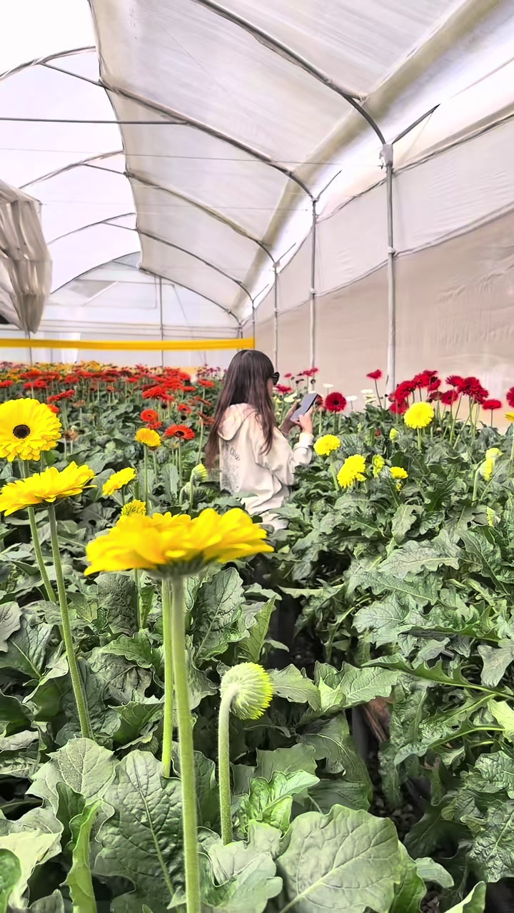 @ecflowersdirect