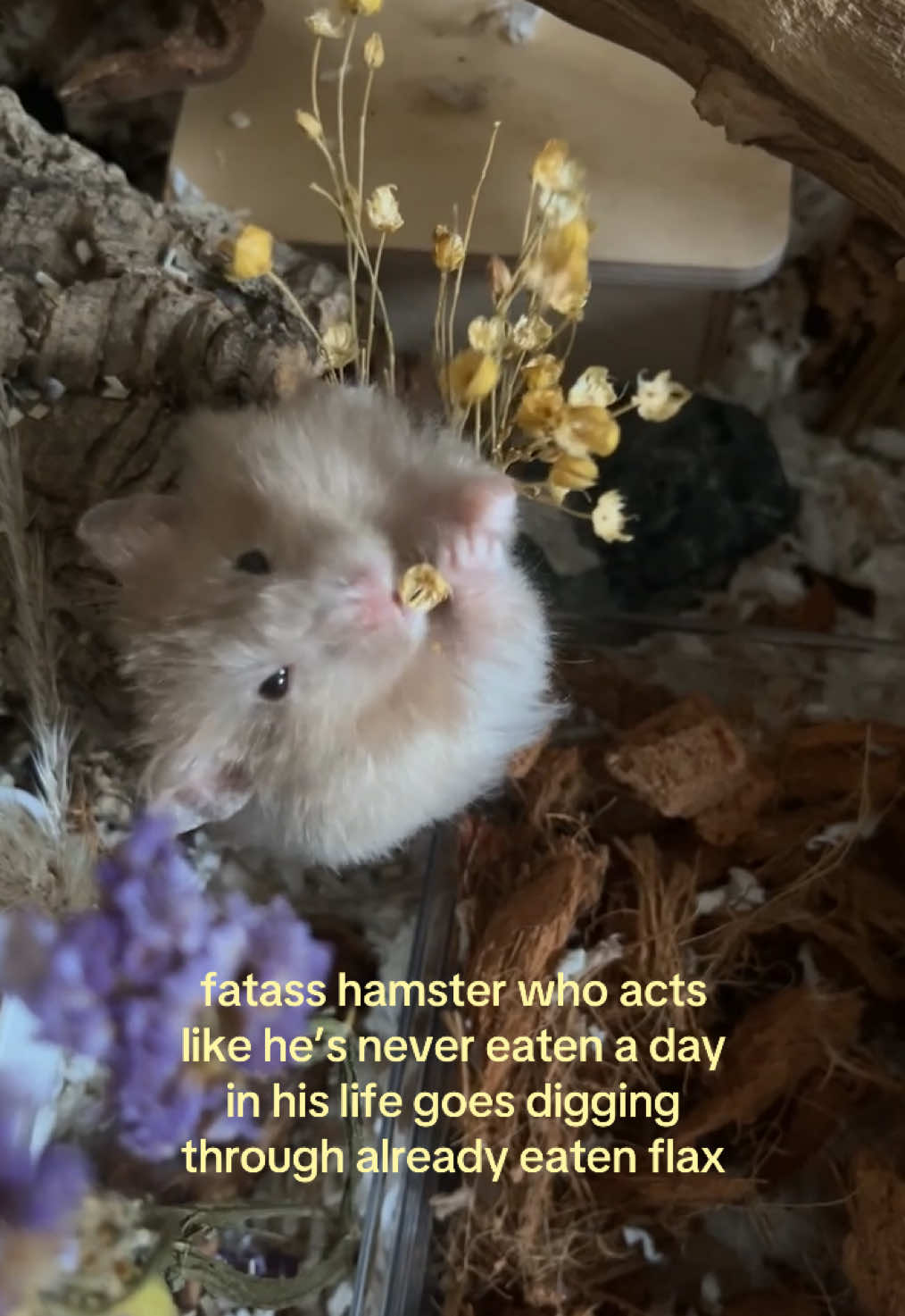 @ɪꜱʟᴀ