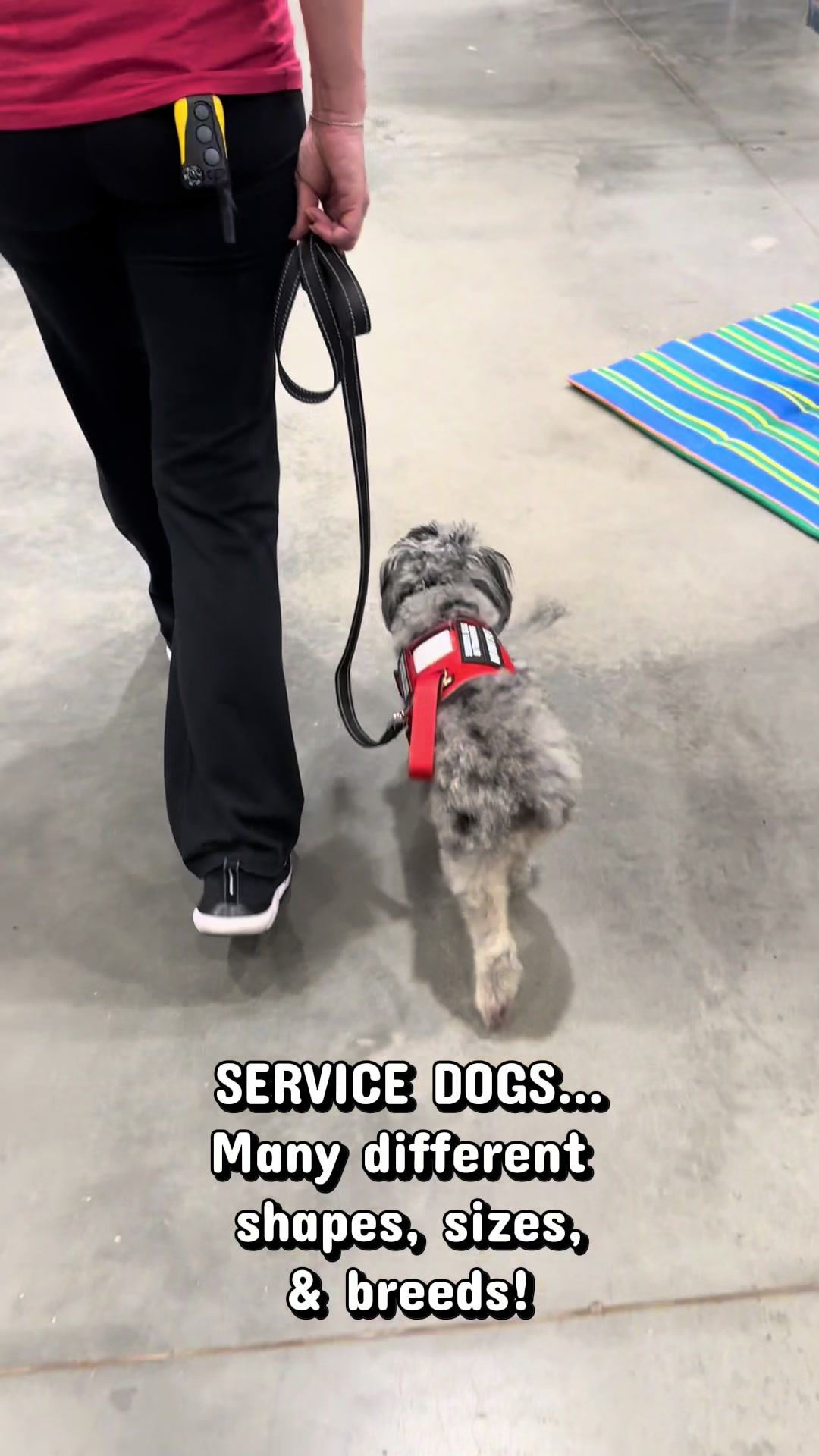 @AmandaT | Your Dog is COOL!