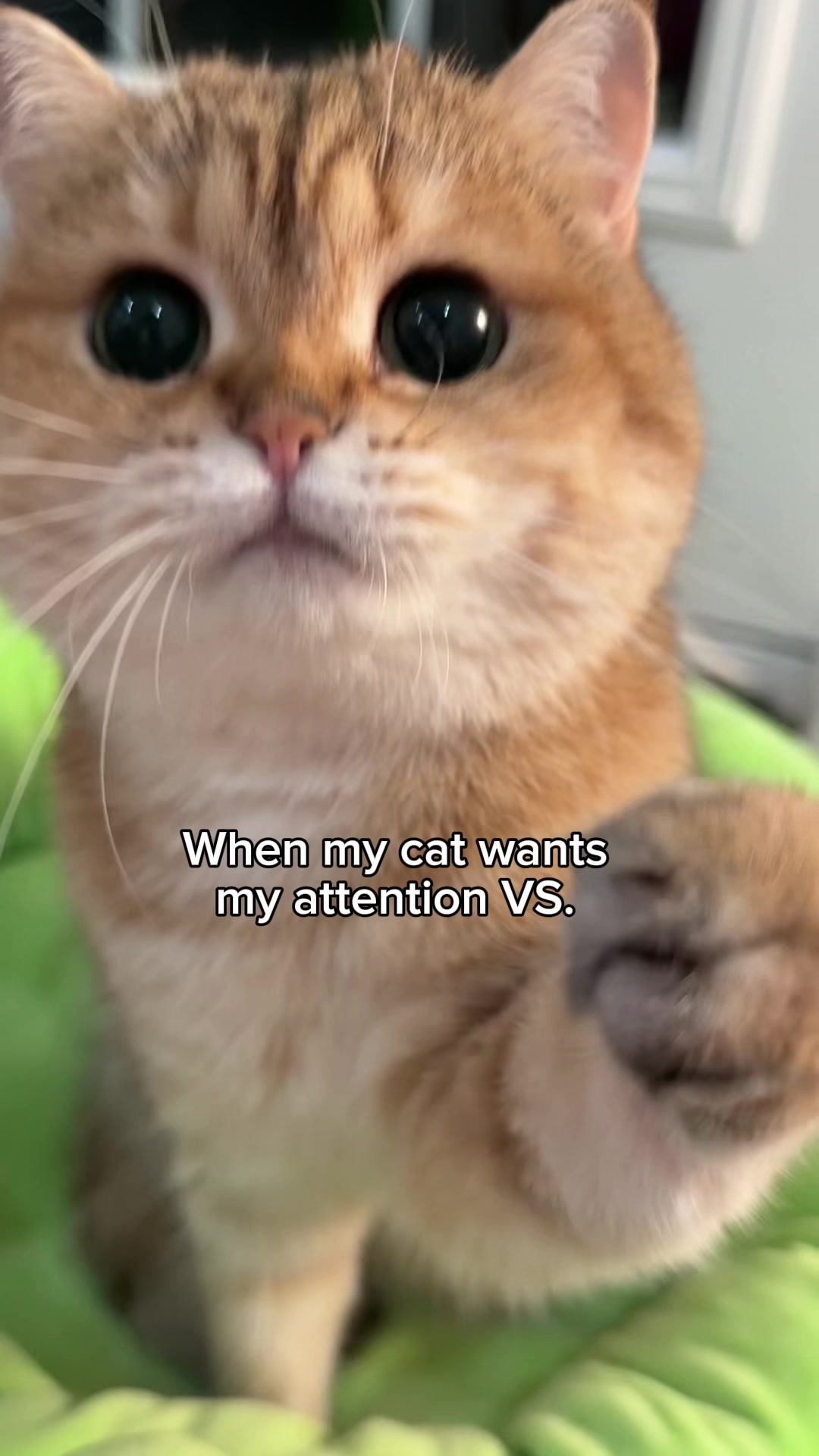 @Papaya the Cat