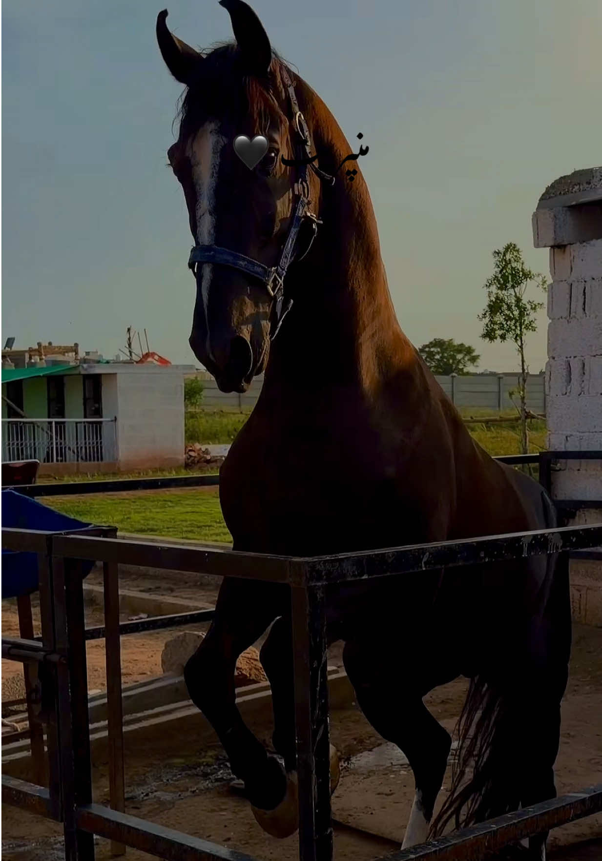 @#DSA🐎