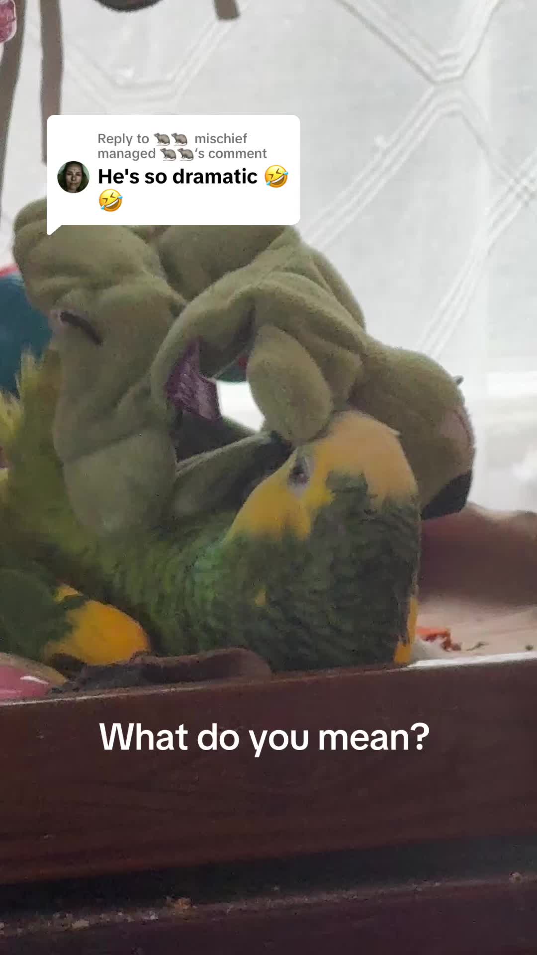 @imforthebirds