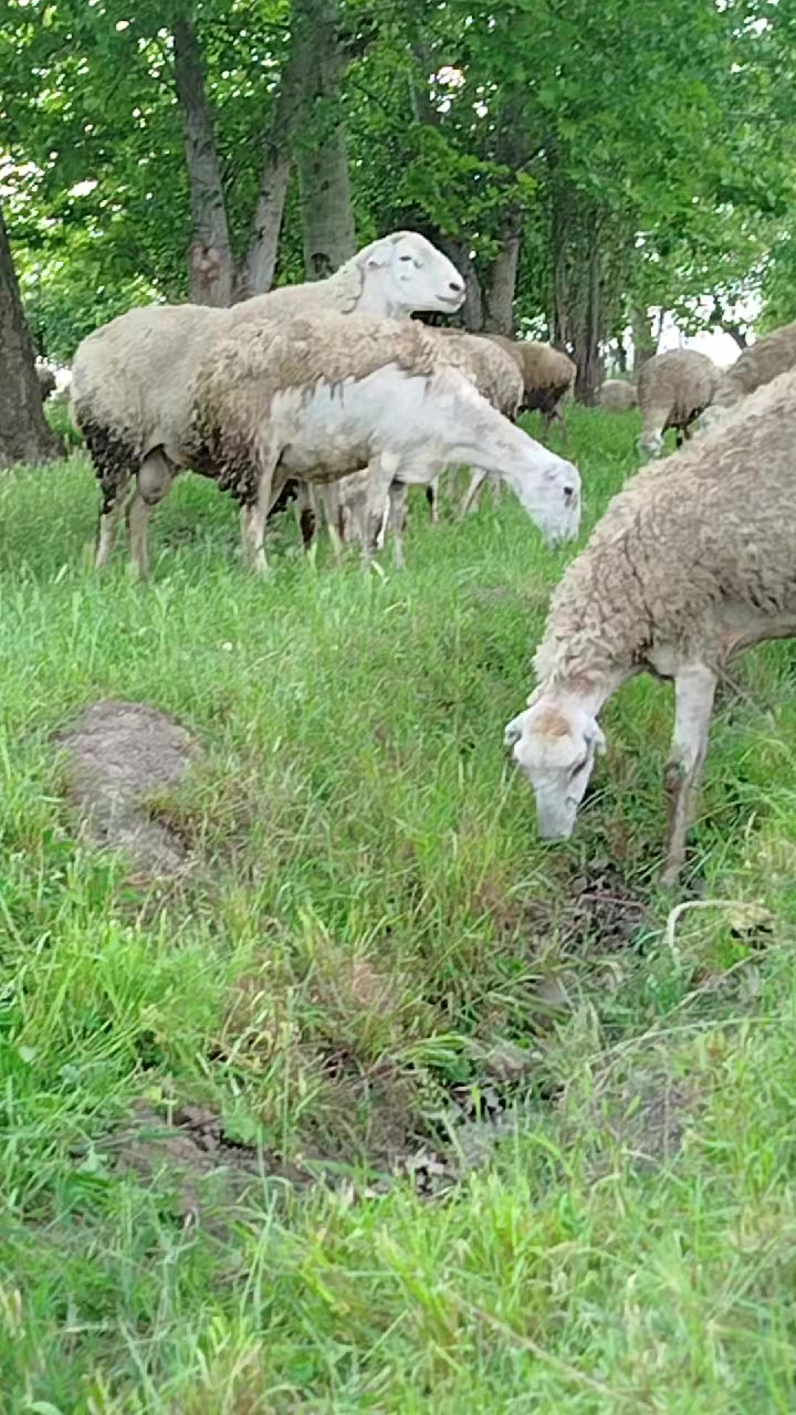 @kend_həyati_041