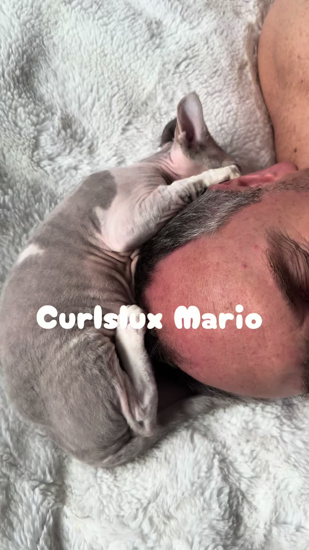 @Curlslux cattery!!๐บ๐ธ