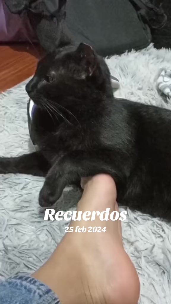 @ferfi