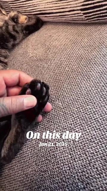 @laughingveterans