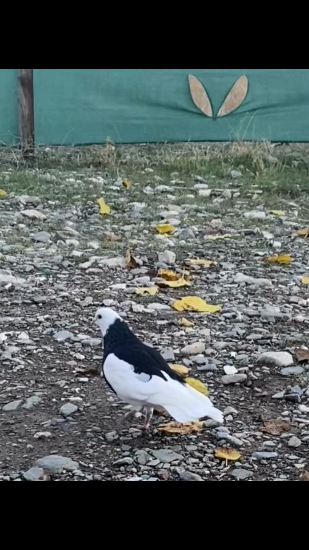 @Ramazan Kıvrak
