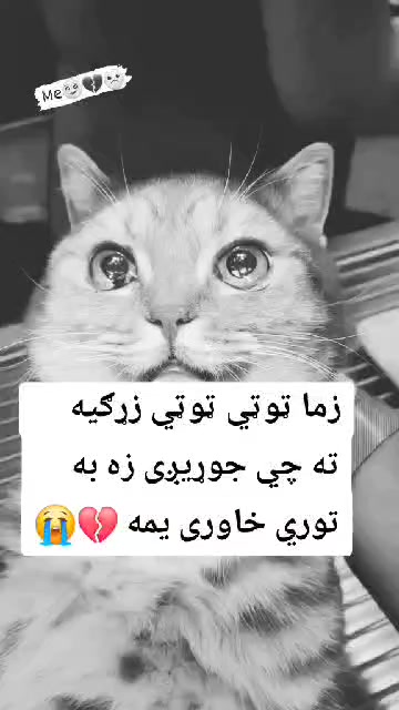 @ᴿᴬᴮᴵᴬ◉➳☙ ᴶᴬᴺᴵდ❦