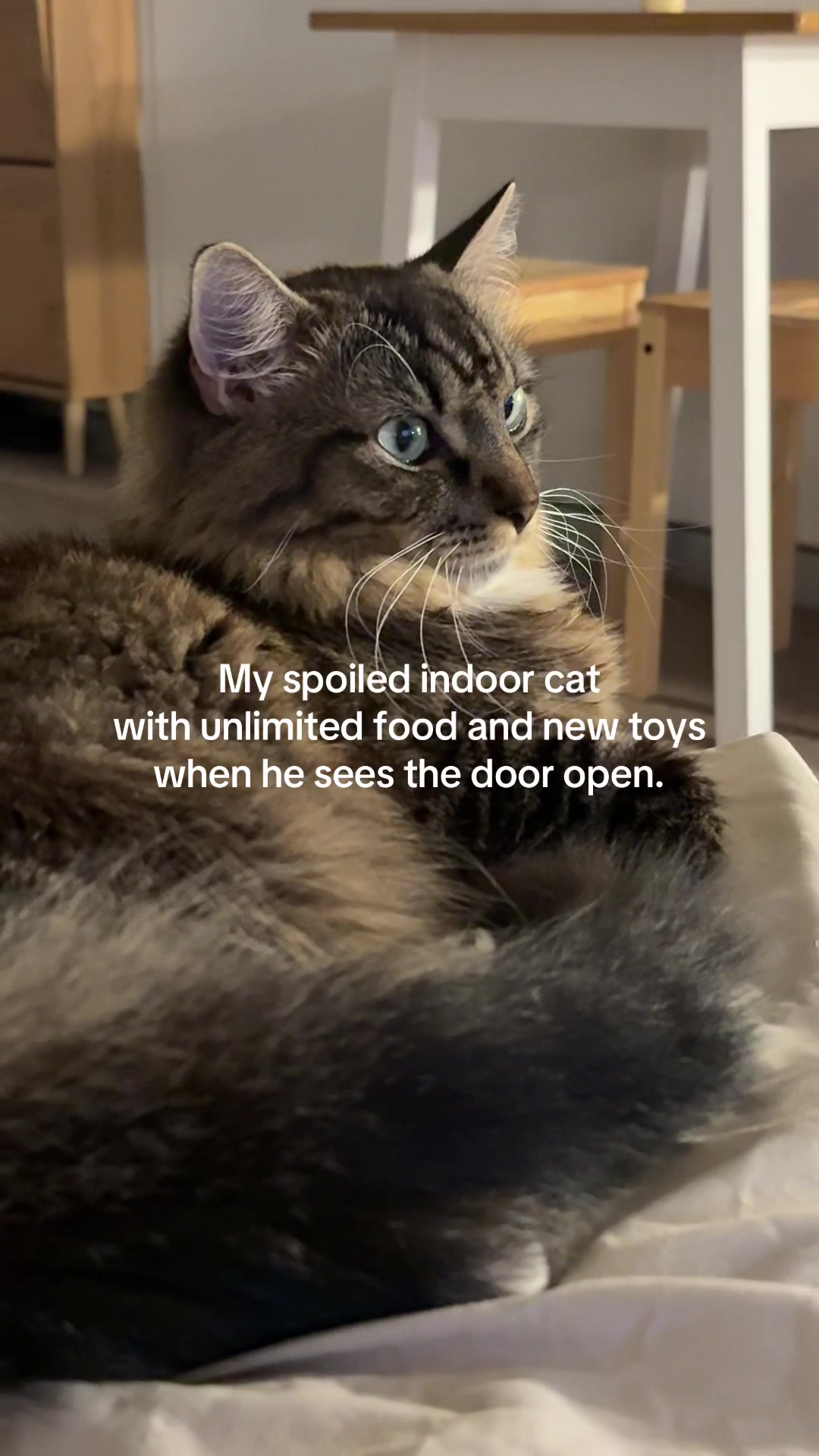 @Mozzie The Cat