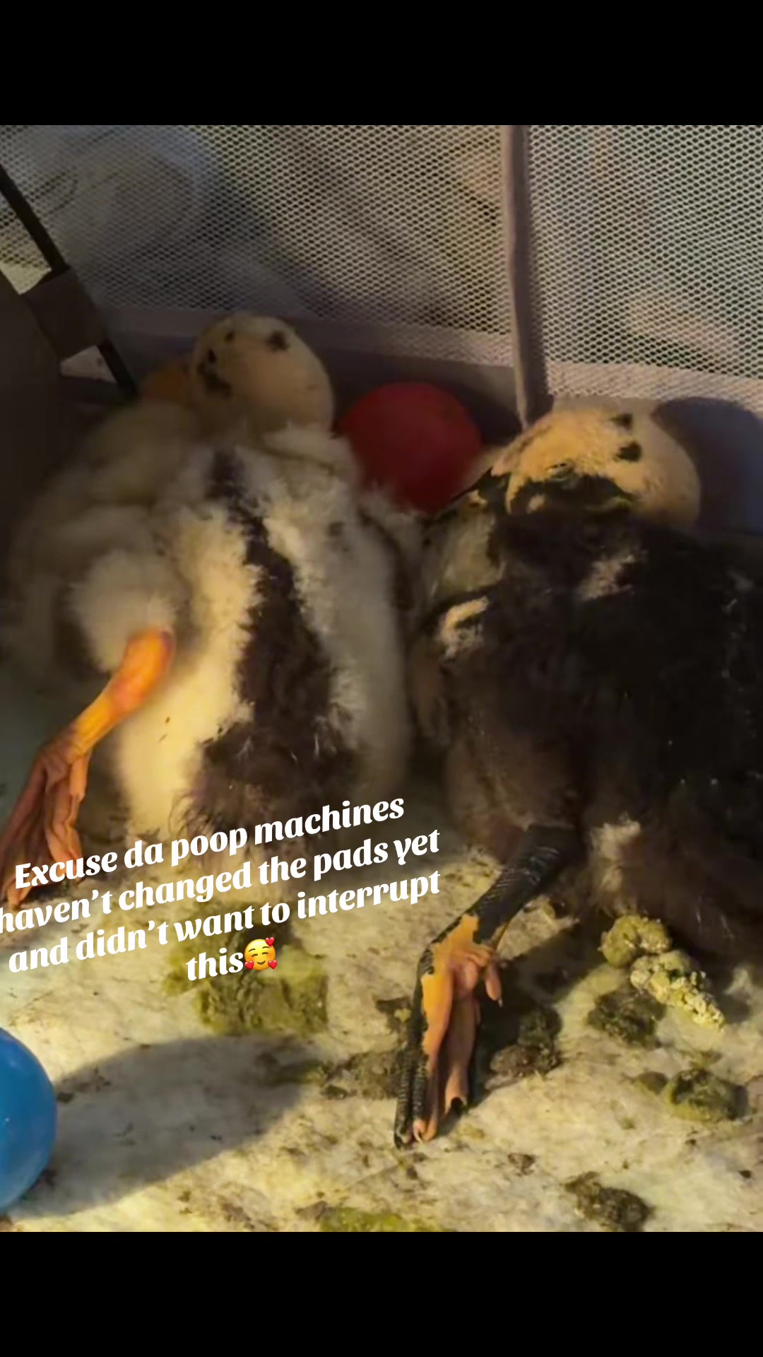 @Cluck and Waddle Farm Rescue