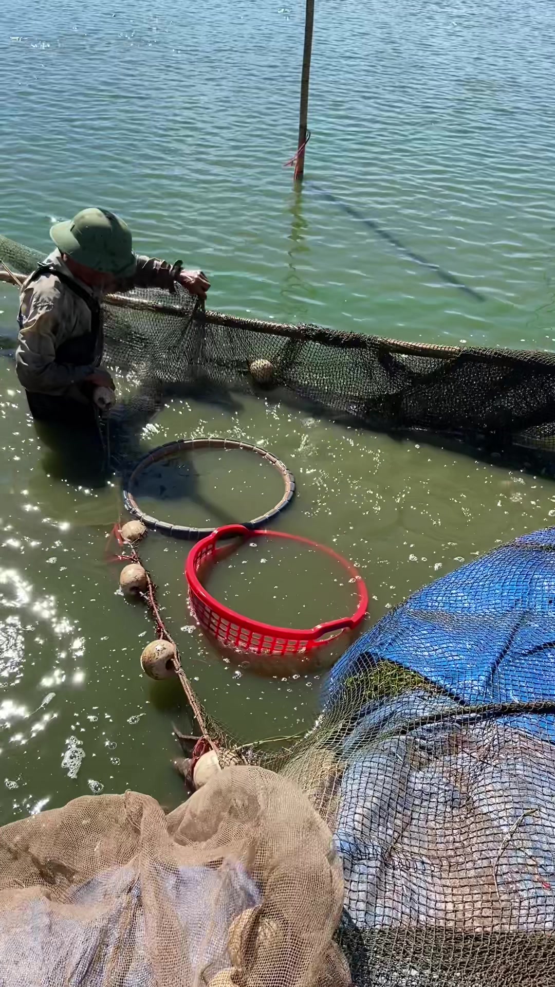 @Trại C&aacute; Giống Quang L&acirc;m