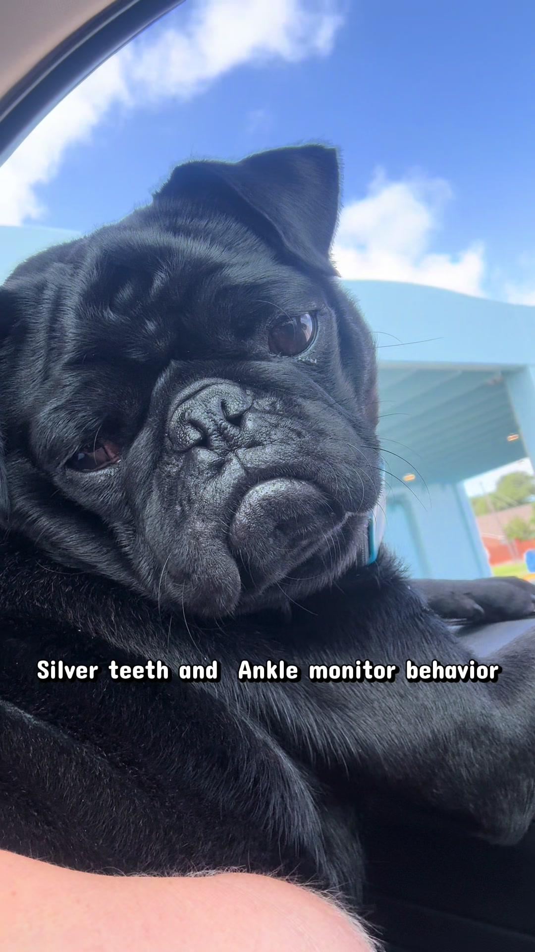 @ThreeCrustyPugs