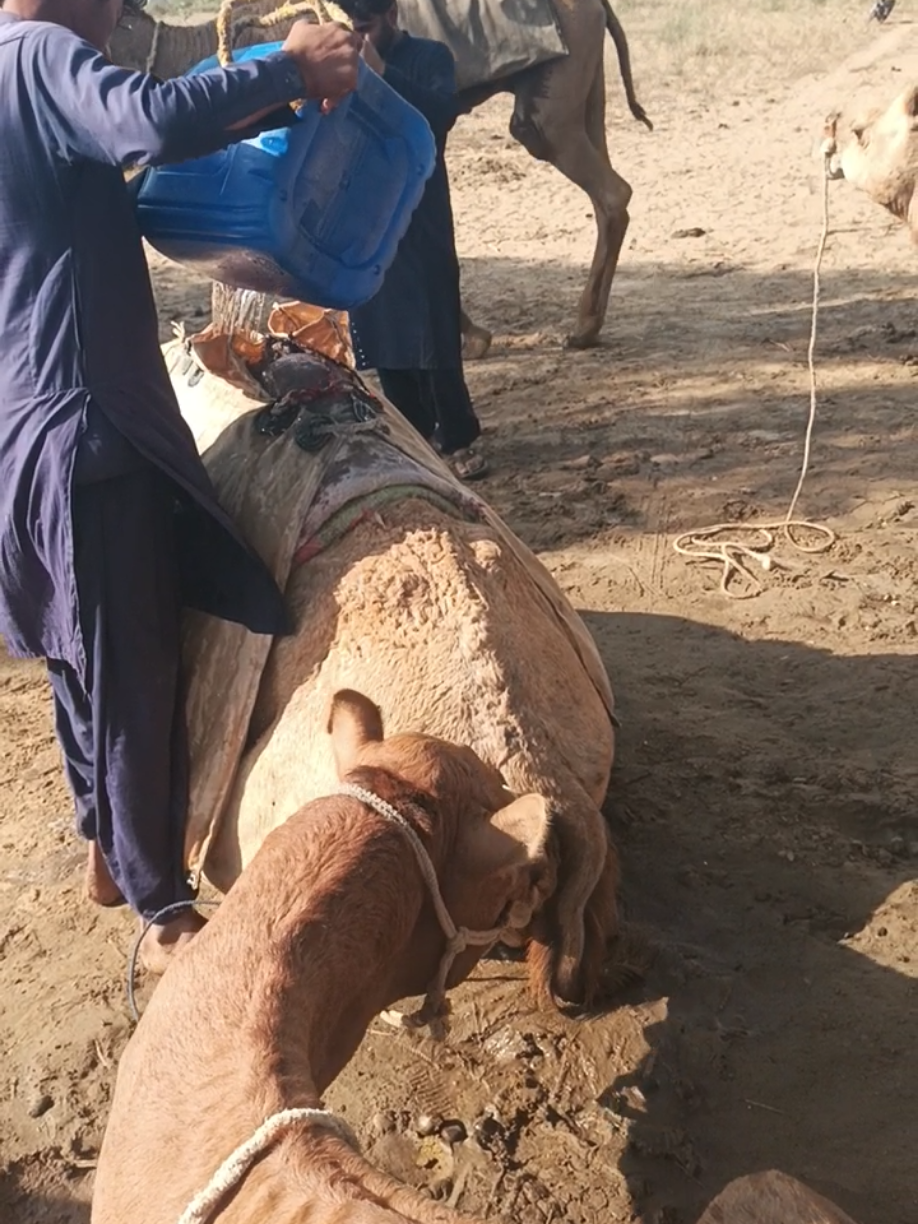 @Animals of desert