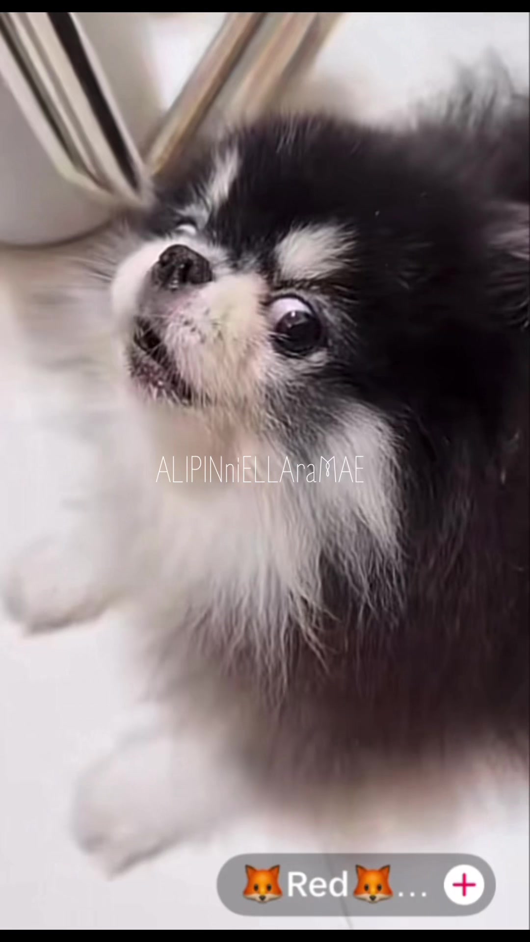 @🍆ALIPINniELLAraMAE🍆