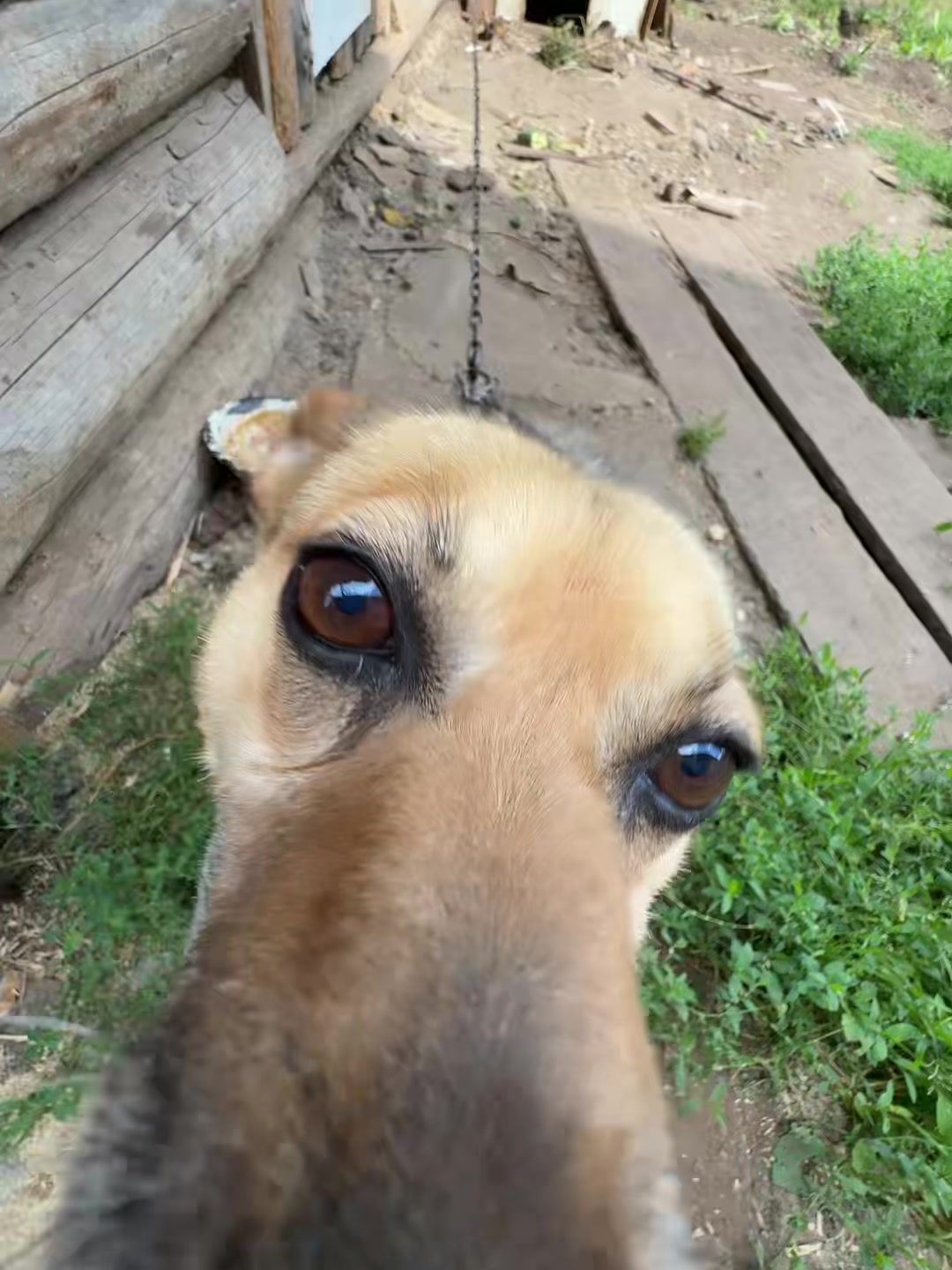 @софка