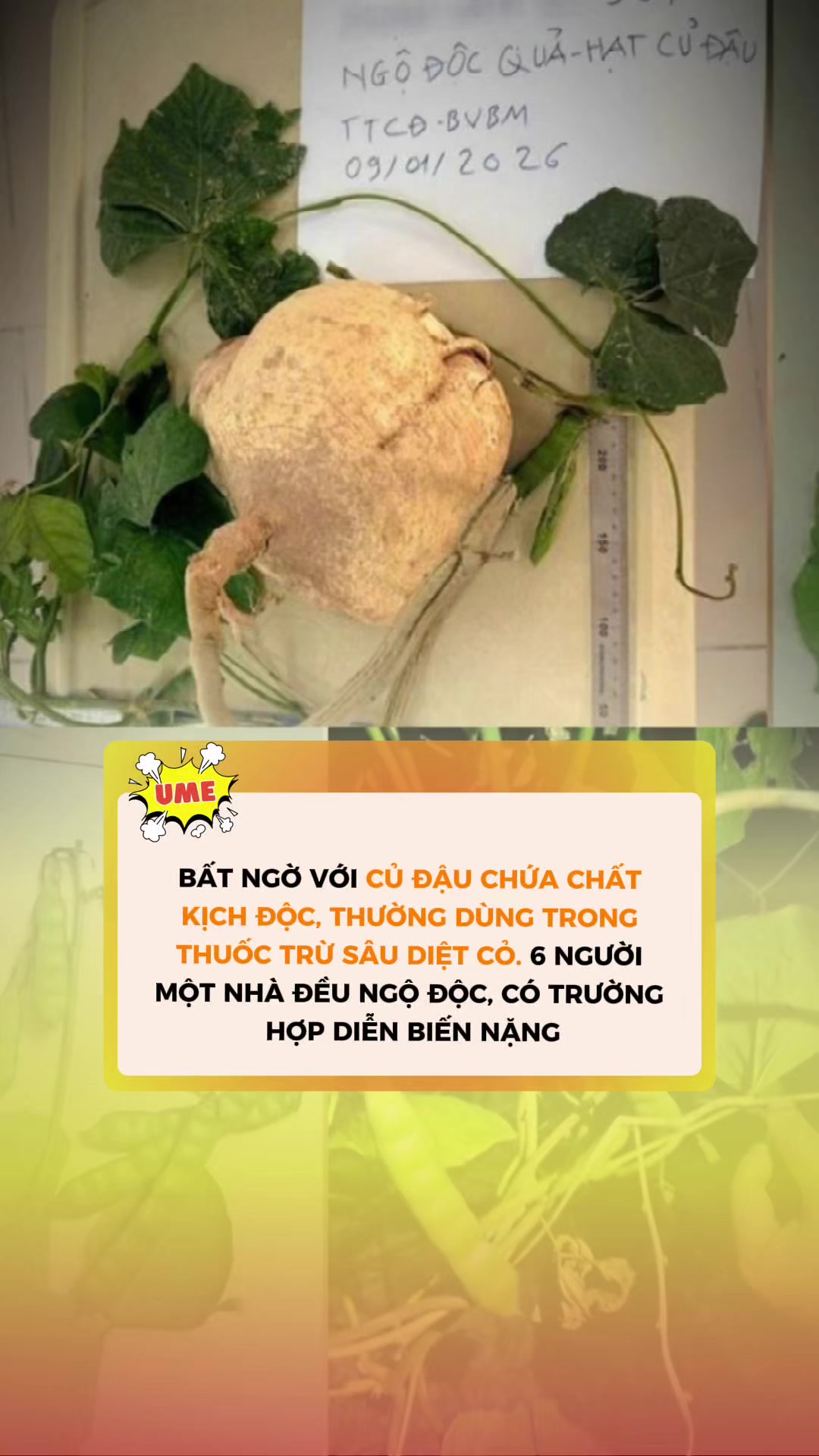 @Ume Healthy