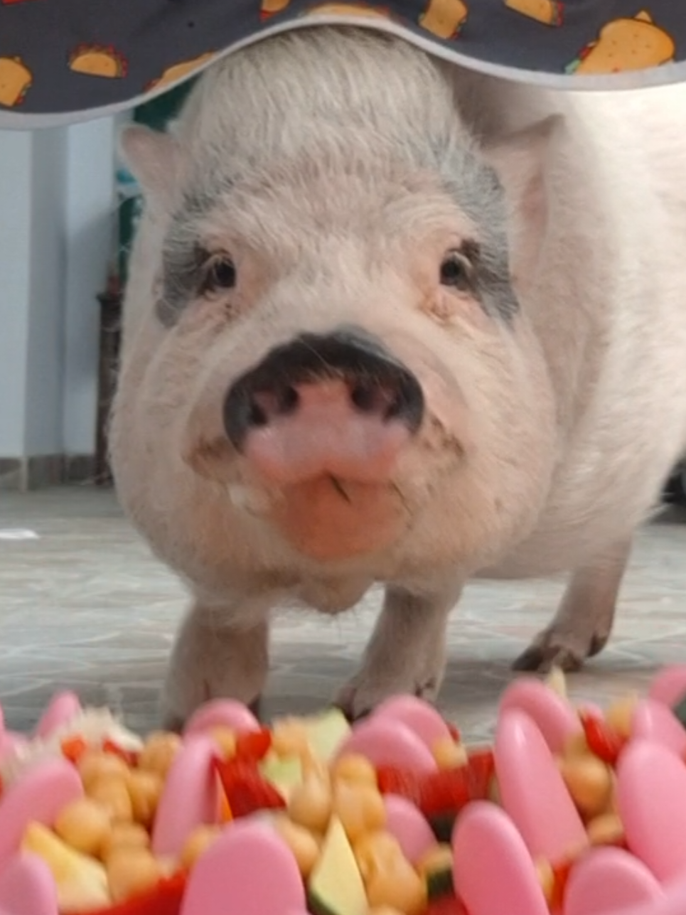 @🐷Ibi.pig🐷